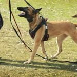 How to Train a Maltese Dog Step-by-step guide on how to train a Maltese dog effectively at home