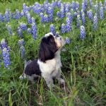 How to Kennel Train Your Older Dog Step-by-step guide on how to kennel train your older dog successfully for a calm home environment