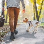 Why Dog Training Is a Good Idea Why dog training is a good idea