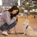 How to Train a Dog That Is Too Food Motivated Tips for Effective Training