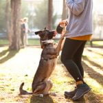 What Training Do I Need to Be a Dog Walker certification in pet care and basic obedience required for qualification