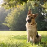 Determining the cost for a dog trainer varies based on location, experience, and services rendered