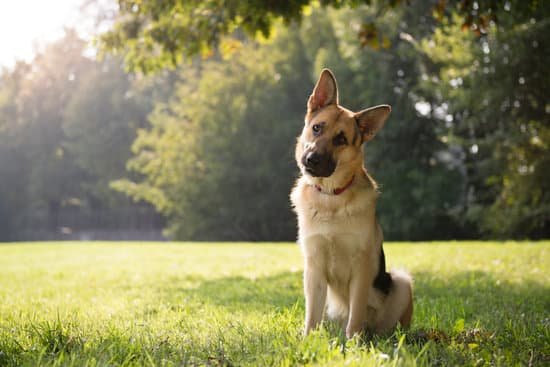 How Much Does It Cost for a Dog Trainer 5 Determining the cost for a dog trainer varies based on location, experience, and services rendered