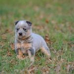 Training tips on how to teach your dog not to attack other dogs effectively