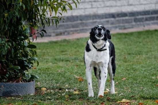 How Long Should You Train Your Dog 1 expert tips for effective training sessions