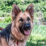 How to Train a Reactive Dog Not to Bark Silence with Positive Reinforcement