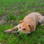 How to Train Your Dog With a New Kitten Tips for successful coexistence and harmony