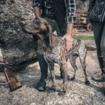 How to Train a Dog in Fallout Shelter Tips, tricks, and strategies