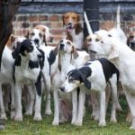 Commonly used in train stations, drug dogs help enhance security and deter illegal activities