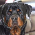 When Is a Dog Fully Potty Trained Achieving success in potty training a dog depends on consistency, patience, and positive reinforcement