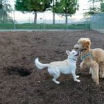 How to Train Your Dog to Find a Person Step-by-step guide to teach your dog to find a person efficiently and effectively