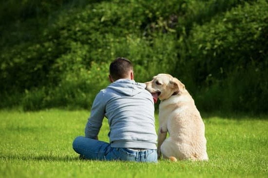 Understanding canine domestication's importance for dog training ensures effective techniques and communication