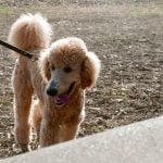 How to Get Your Dog Kennel Trained Step-by-step guide on how to get your dog kennel trained for a well-behaved pup