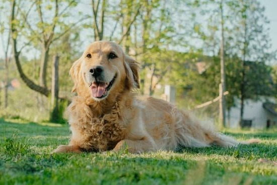 Effective guide on how to train a dog to fetch in water successfully