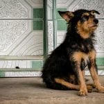 How to Train a Dog Out of Barking effective methods for quieting your canine companion