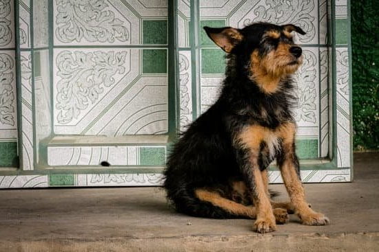 How to Train a Dog Out of Barking 1 effective methods for quieting your canine companion