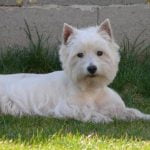 How to Train a Bird Dog Video Expert tips in How to Train a Bird Dog Video - comprehensive guide for successful training techniques