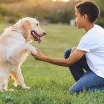 How to Train Dog Not to Sleep on Bed Train your dog to use designated bed with consistent instruction and praise, keeping them off your bed
