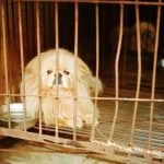 Step-by-step guide with clear pictures for effective training