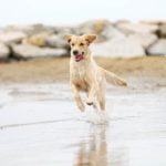 A 1 Dog Training Brooklyn Park Mn Expert dog training services at A1 Dog Training in Brooklyn Park, MN - professional, reliable, and effective