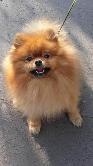 How to Train a Dog to Get Help 1 Step-by-step guide on how to train a dog to get help efficiently