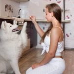 How Train Dog Use Bell to Go Out Train your dog to use a bell to go outside efficiently