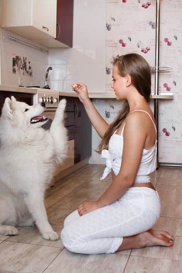 Train your dog to use a bell to go outside efficiently