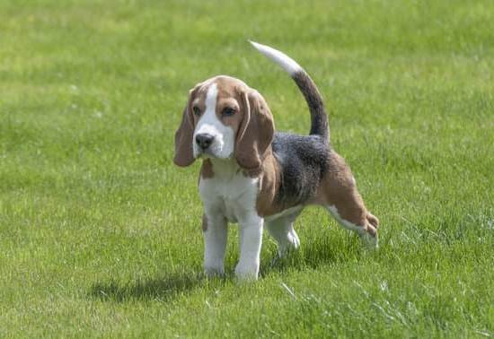 How to Train a Dog to Go on a Pad 1 Teach your dog to use a training pad efficiently with these easy steps