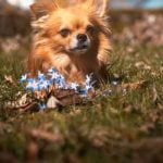 When Can You Train Bear Dogs in Michigan Train bear dogs in Michigan best during fall for optimal conditions