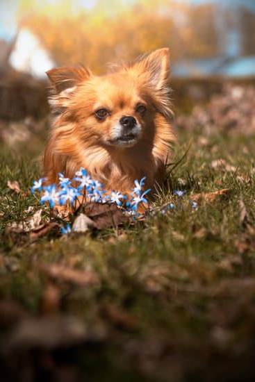 When Can You Train Bear Dogs in Michigan 5 Train bear dogs in Michigan best during fall for optimal conditions