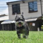 How to Get Dog Trained to Be Therapy Dog Guide for training your dog to become a therapy dog - Step-by-step instructions and tips