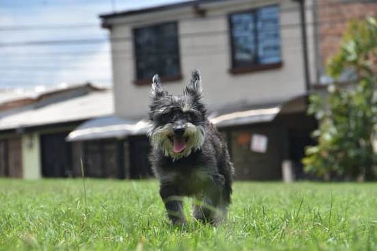 How to Get Dog Trained to Be Therapy Dog 1 Guide for training your dog to become a therapy dog - Step-by-step instructions and tips