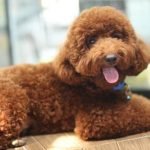 Average earnings of a dog trainer in NZ vary. How much does a dog trainer make NZ