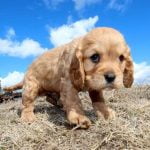 How to Train a Dog to Only Poop Outside - Effective tips for how to train a dog to only poop outside successfully