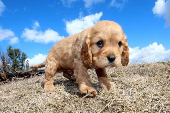 - Effective tips for how to train a dog to only poop outside successfully