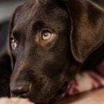 How to Become an Off Leash Dog Trainer Essential tips and steps for success