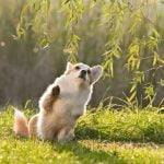 Expert tips on how to hire a dog trainer for your furry friend