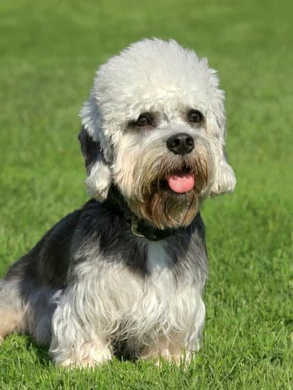 How long does dog training take - comprehensive guide to dog training duration