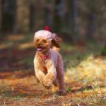 Effective methods for teaching dogs not to jump, including positive reinforcement and consistent training practices