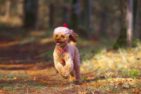 How Train Dogs Not to Jump 1 Effective methods for teaching dogs not to jump, including positive reinforcement and consistent training practices