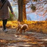 How Long Does It Take to Train Your Dog Expert tips and realistic timeframes provided