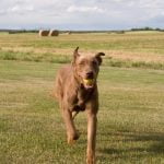 Neutered dogs may be easier to potty train due to decreased marking behaviors