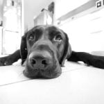 Expert tips for how to train your dog for car rides effectively and safely