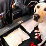 How to Train Your Dog Animal Planet Animal Planet's Expert Tips for a Well-Behaved Canine Companion