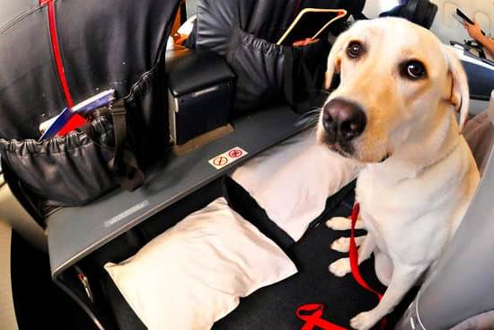 Animal Planet's Expert Tips for a Well-Behaved Canine Companion